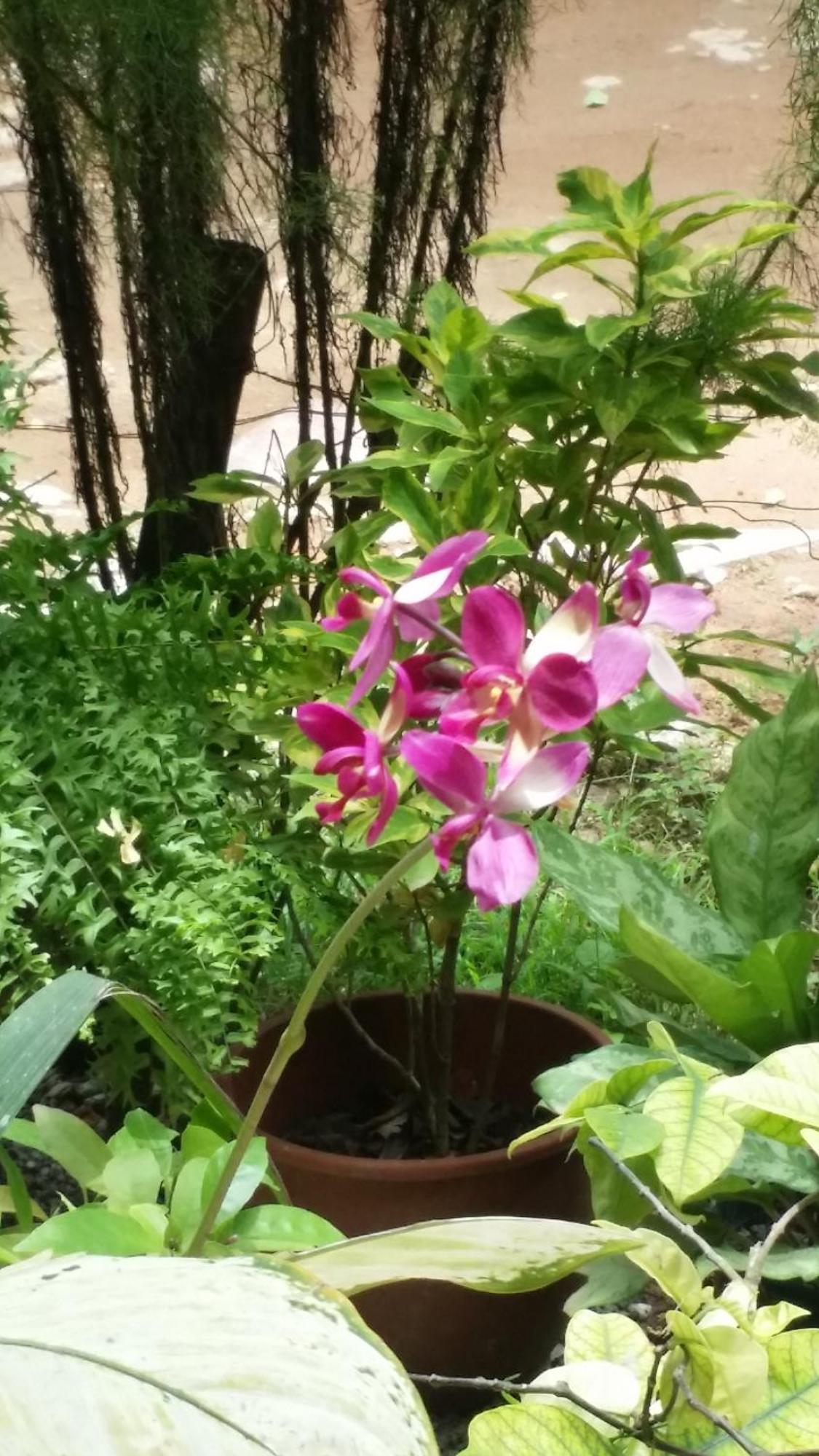 فندق Nethum Rest ميريسا المظهر الخارجي الصورة